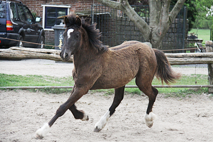 Welsh Cob Valando als jaarling 3